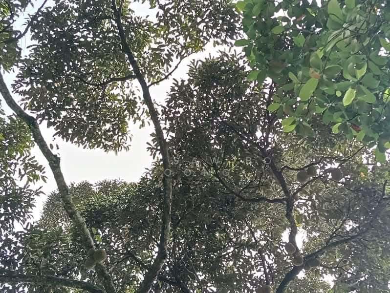 Sungai Ara Durian Farm, Sungai Ara