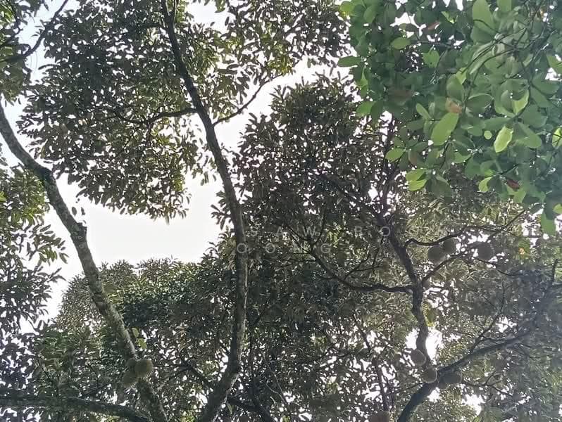 Sungai Ara Durian Farm, Sungai Ara - 1